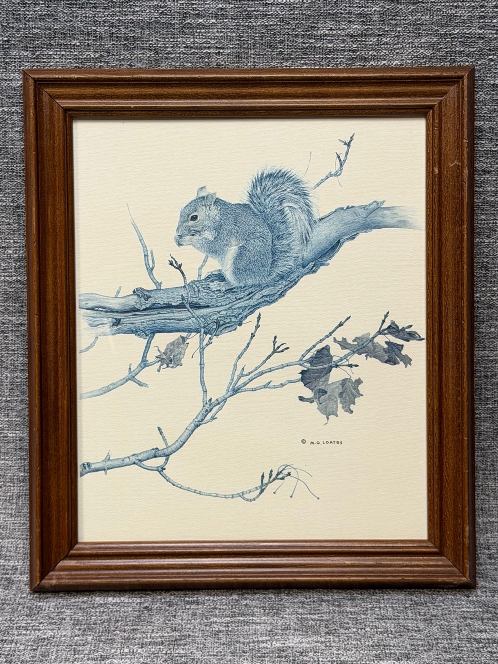 Gray Squirrel 1985 Framed Print By Canadian Wildlife Artist M.G Loates